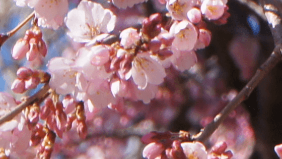 DSC00473 1