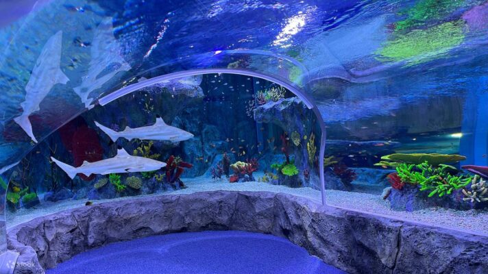 Du lịch Busan – Thành phố số 2 Hàn Quốc 4 VeThuyCungSEALIFEBrickmanoBusan