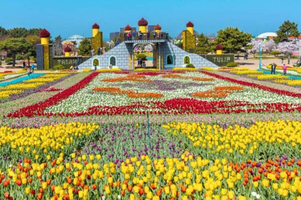 Lễ hội hoa Tulip Taean