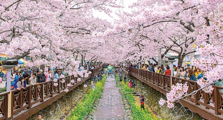 Lễ hội hoa anh đào Jinhae