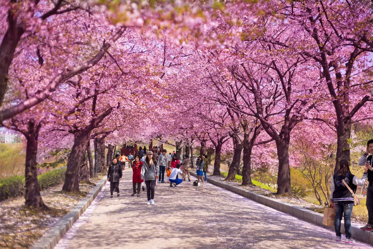 Lễ Hội Hoa Hàn Quốc
