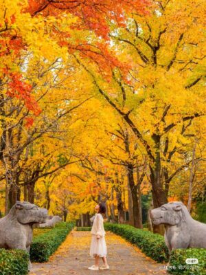 địa điểm du lịch Đảo Nami